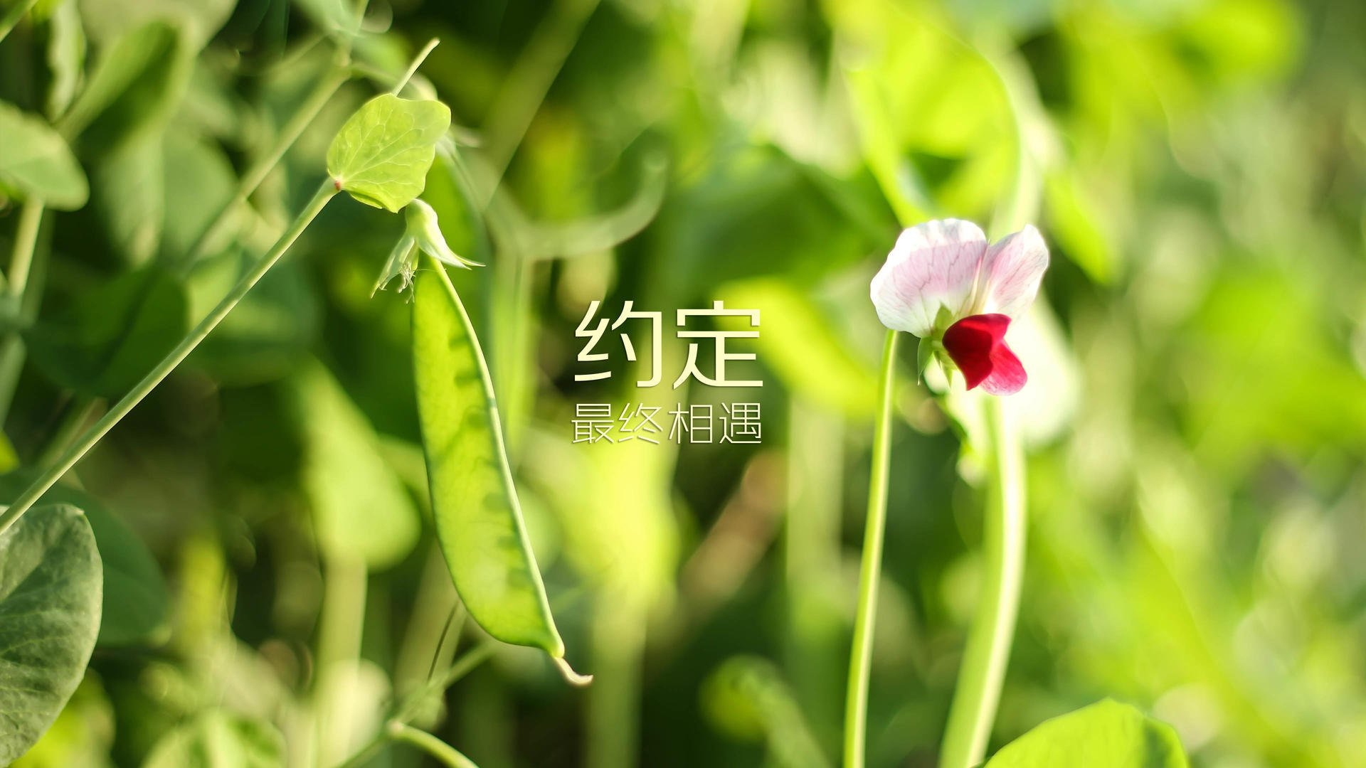 世界举重锦标赛：技术分解与周期化训练提高比赛成功率，世界举重比赛规则